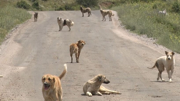 İki çocuk, iki ayrı köpek saldırısında yaralandı