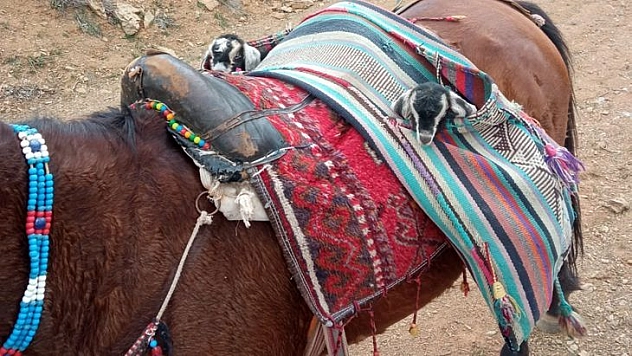 İki Oğlağın Heybedeki Sevimli Yolculuğu Görenlerin İçini Isıttı