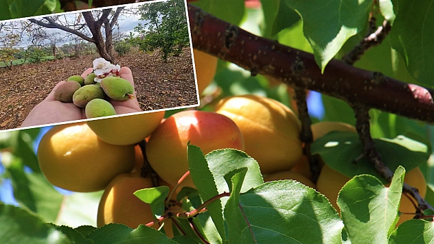 İl Tarım Müdürlüğü Kayısı Üreticilerini Yine Uyardı!