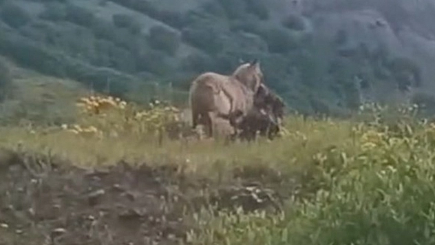 İlçe merkezine kadar inen kurt, keçiyi kaptığı gibi götürdü