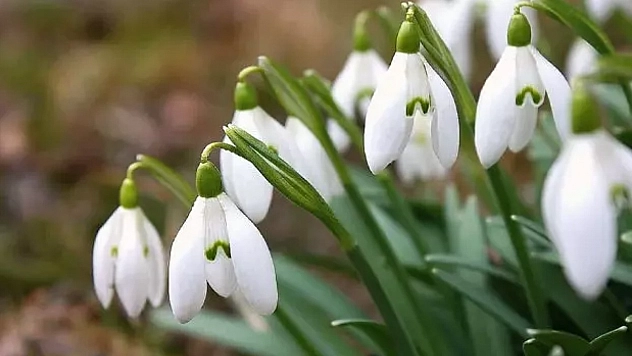 İlk cemre ne zaman düşecek? 2026 cemre tarihleri...