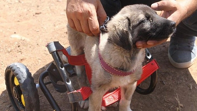 İnsanlık ölmemiş dedirten davranış: Patileri ezilen köpeği yürüteç ile ayağa kaldırdı