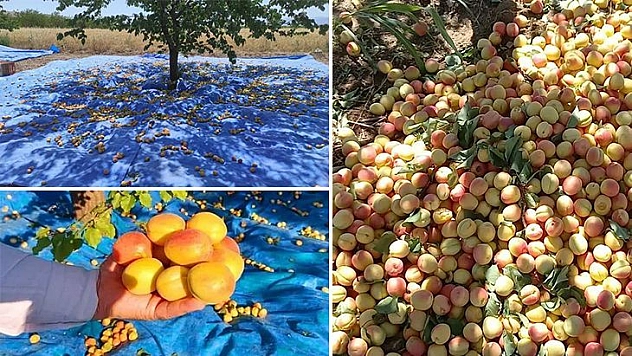 İş Çok, İşçi Yok