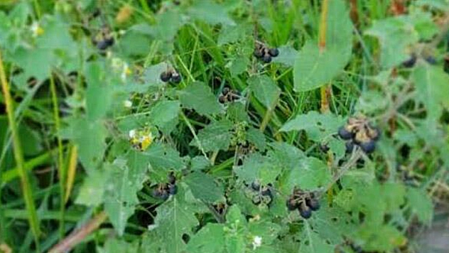 Ispanak Diye Almayın! Komaya Sokuyor