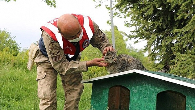 Jandarmadan, sokak hayvanlarına şefkat eli