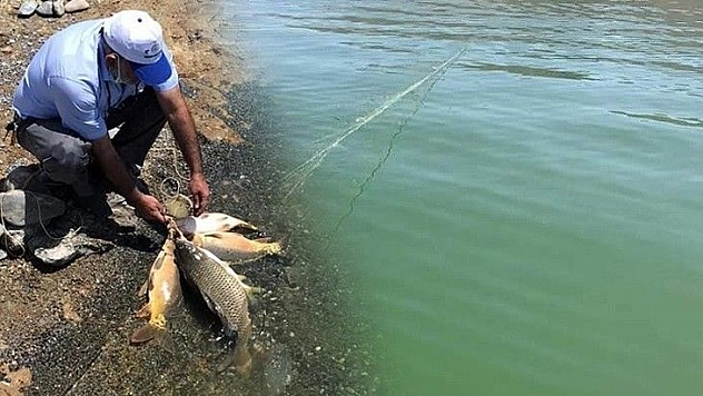 Kaçak avda kullanılan 2 bin metre ağ ele geçirildi, balıklar tekrar suya salındı