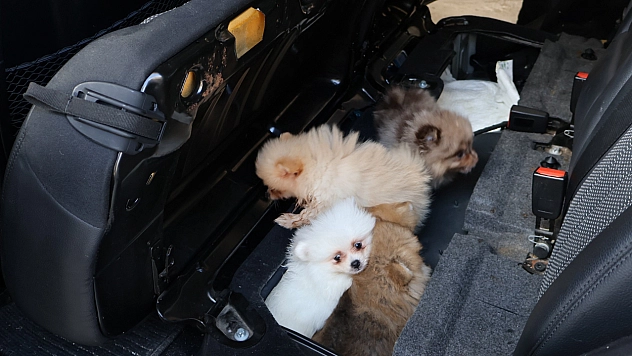 Kaçak yavru köpek operasyonu