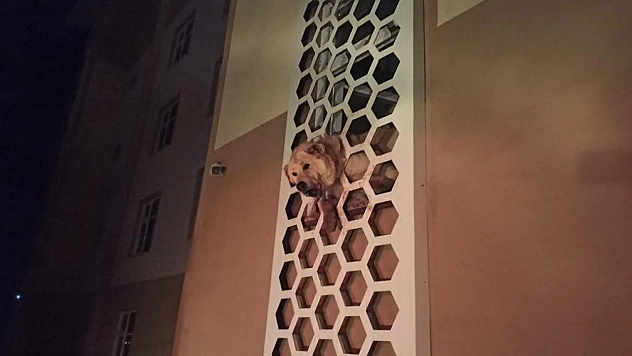 Kafası demir korkuluklara sıkışan köpeği itfaiye kurtardı