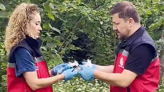 Kahverengi kokarcaya karşı doğal savaş