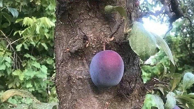 Kara erik meyvesi ağacın dalında değil, gövdesinde çıktı