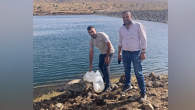 Karakoçan'daki baraj ve göletlere yavru balık takviyesi