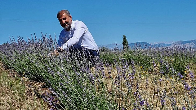 Karakoçan ilçesinde  ilk  lavanta hasadı  başladı
