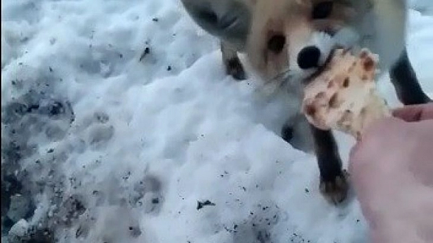 Karnı aç tilkiyi elleriyle besledi