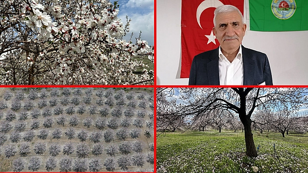 Kayısıda bereket beklentisi