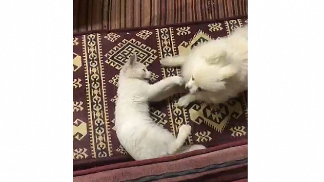 Kedi İle Köpeğin Şaşırtan Dostluğu
