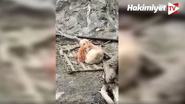 Kedi ve Köpeklerin Dostluğu Yürekleri Isıttı