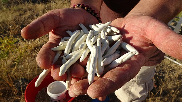 Kendiliğinden yetişiyor, kilosu 10 bin TL'ye satılıyor
