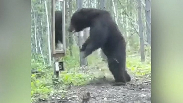 Kendini Aynada Gören Ayının Çılgınlığı