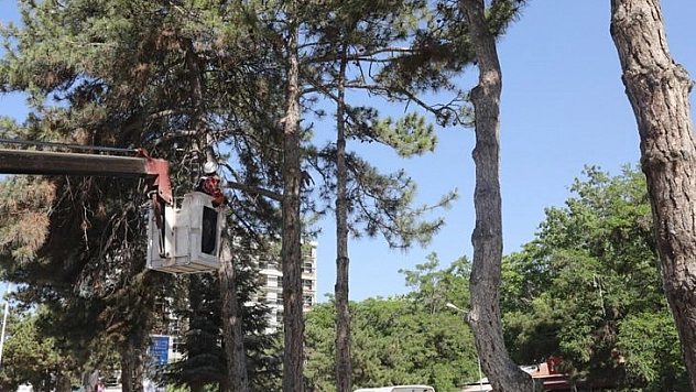 Kent Meydanı Sahasındaki Ağaçlar Taşınacak