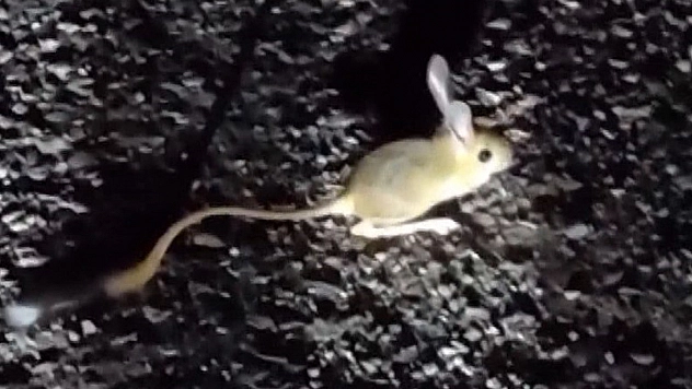 Kırmızı Listede Bulunan Arap Tavşanı Görüntülendi!