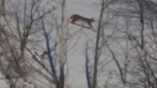 Kırmızı listede yer alan vaşak Tunceli'de görüntülendi