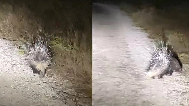 Kırmızı listede yer alıyor, Elazığ'da görüntülendi