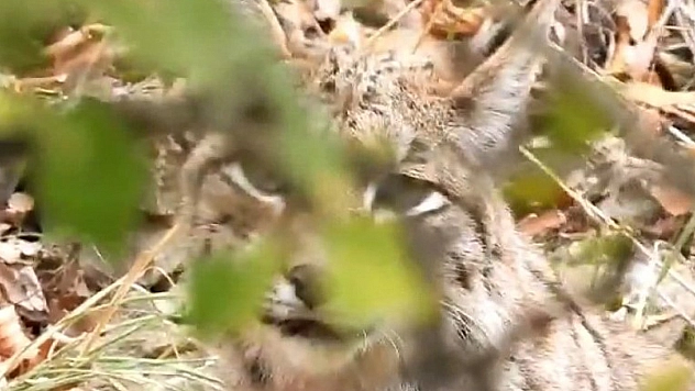 Kırmızı Listedeki Vaşak Dağ Keçisi  Avlarken Görüntülendi