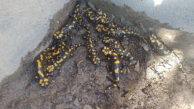 Komşu İlde, Üretici Bahçe Havuzuna Bakınca Gözlerine İnanamadı