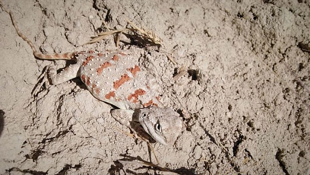 Koruma altında olan 'Topbaş Keler' görüntülendi