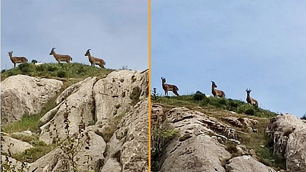 Koruma Altındaki Dağ Keçileri Harput'ta Görüntülendi