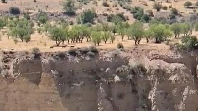 Koruma altındaki dağ keçileri sürü halinde görüntülendi
