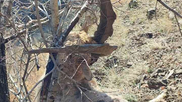 Koruma altındaki dağ keçisini avladılar