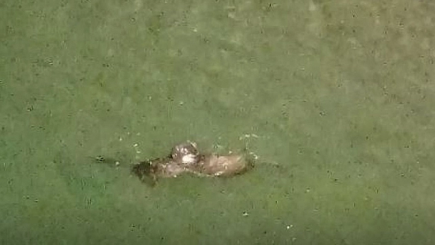 Koruma altındaki su samurlarının yüzme keyfi