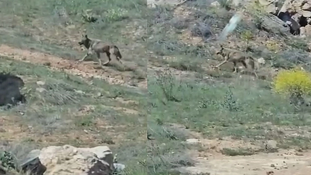 Koruma altındalardı Elazığ'da görüntülendi!