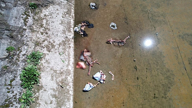 Kötü Kokuyu Şikayet Ettiler, Gördükleri Kemikler Nedeniyle Dehşete Düştüler!