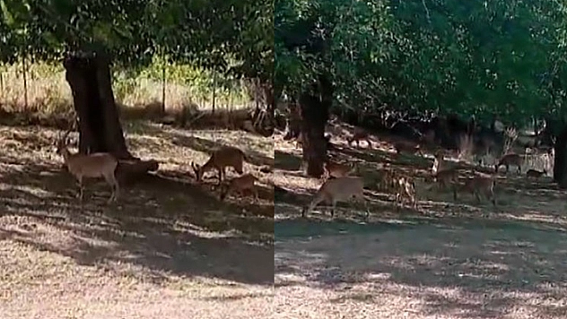 Köye Sürü Halinde İndiler