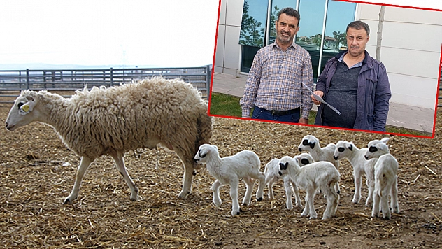 Kesime Getirilen Gergin Koyun Yetiştiriciyi Hastanelik Etti!