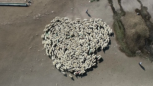 Koyun Sürüsü Durmadan Döndü Çin'deki Görüntüler Akıllara Geldi