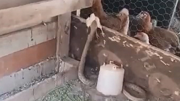 Kümese giren yılan civcivi kaptığı gibi yedi