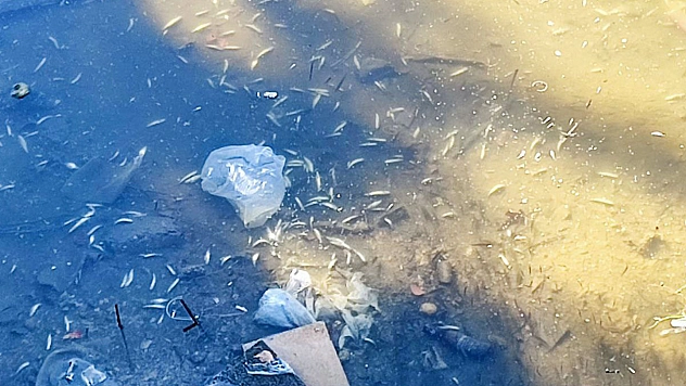 Kuraklık balıkları vurdu