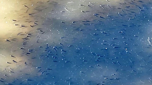 Kuraklık balıkları vurdu