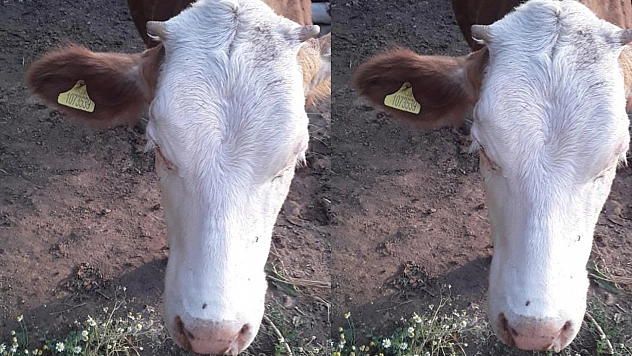Kurban Bayramı'ndan Sonra Kaybolan İnek Bulundu