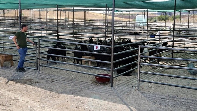 Kurban Satış ve Kesim Alanı Hazır