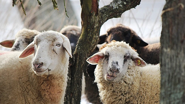 Kurbanlık Fiyatları Son 4 Yılın Zirvesinde