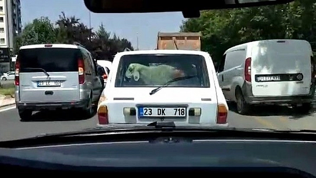 Kurbanlık koyunu otomobilin bagajında böyle taşıdı