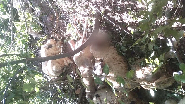 Kurt saldırısı sonucu 30 koyun telef oldu