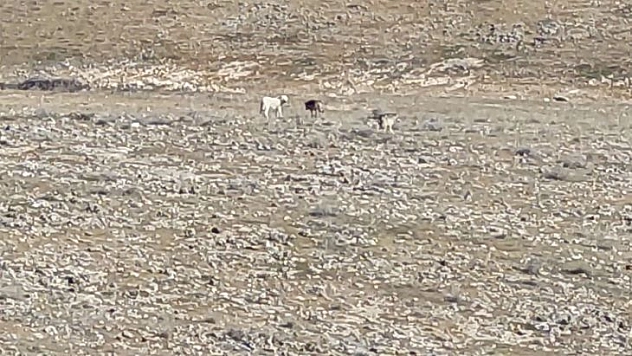 Kurt Sürüsünün İçerisinde Çoban Köpeklerini Görenler Şaşırdı