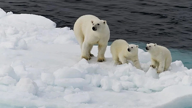 Kutup Ayısı Elazığ'a Geliyor!