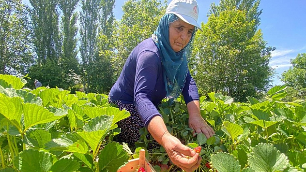 Kuyulu için hasat vakti!