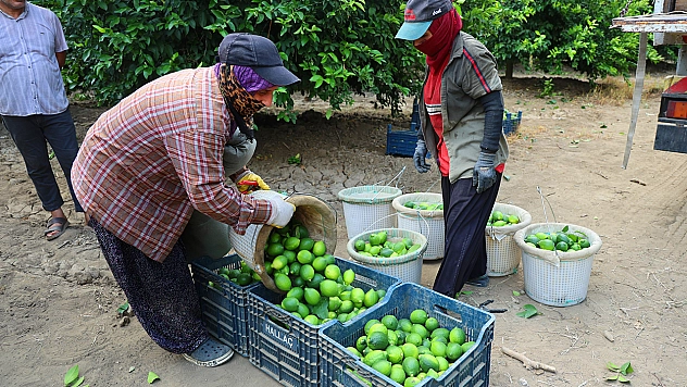 Limonda fiyatı düşürecek hasat başladı